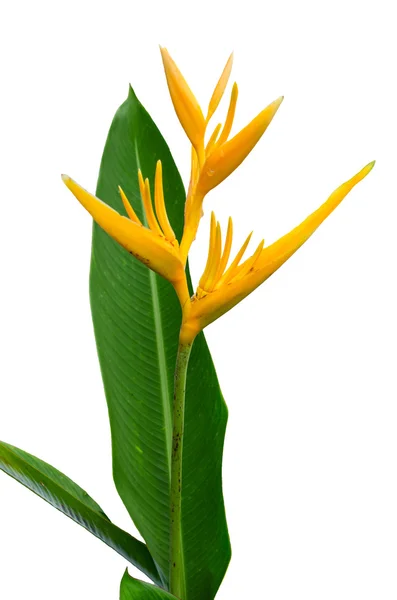 Schöne Nahaufnahme gelbe Blüten mit grünem Blatt — Stockfoto