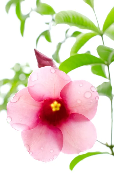 Schöne Nahaufnahme Frühling blühender Baum — Stockfoto