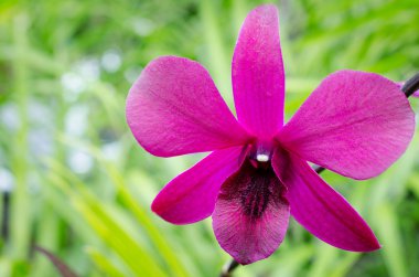 (Phalaenopsis orkide )