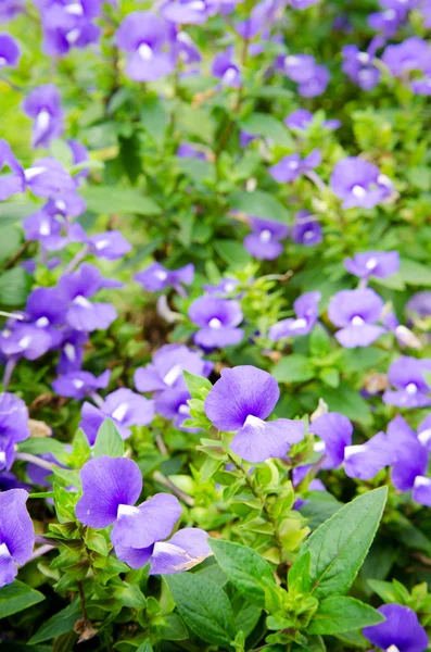 Lila Lavendelblüten auf dem Feld — Stockfoto