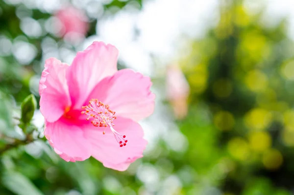 Schöne Nahaufnahme Frühling blühender Baum — Stockfoto