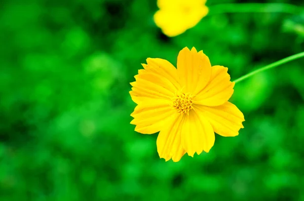 Hermoso primer plano árbol floreciente de primavera — Foto de Stock