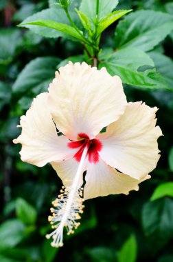 Kapalı kapılar ardında çiçek açan bir bahar ağacı.