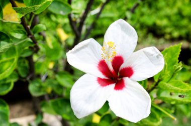 Kapalı kapılar ardında çiçek açan bir bahar ağacı.