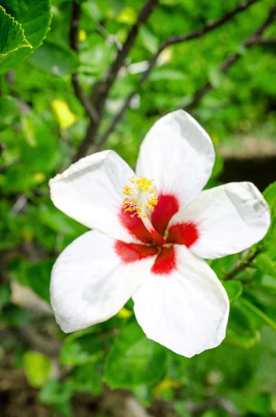 Beautiful closeup spring blossoming tree — Stock Photo, Image