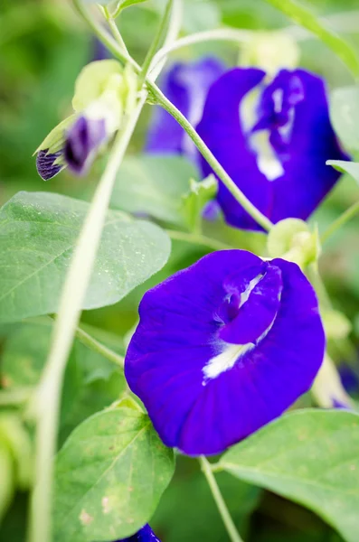 Blaue Blumen auf dem Feld — Stockfoto