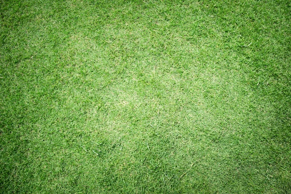 Green grass texture — Stock Photo, Image