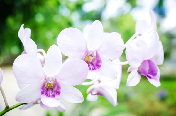 蘭の花 — ストック写真