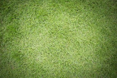 uzun yeşil çim dokusu 