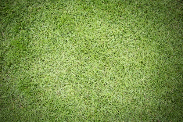 Long green grass texture — Stock Photo, Image