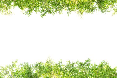 beyaz arkaplanda yeşil yapraklar