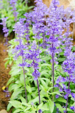 Yeşil yaprak ile mor çiçekler 