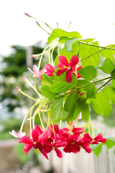 緑の葉と花します。 — ストック写真