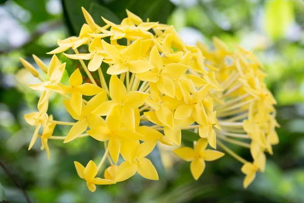 Oddział żółte kwiaty — Zdjęcie stockowe