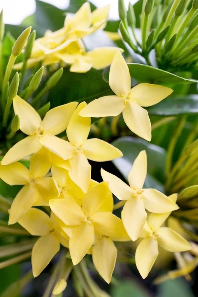 En gren av gula blommor — Stockfoto