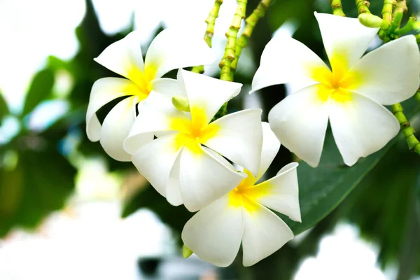 Flores blancas —  Fotos de Stock