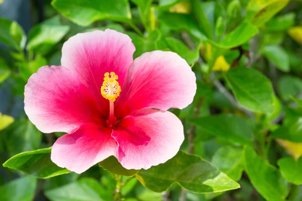 Blume mit grünem Blatt — Stockfoto