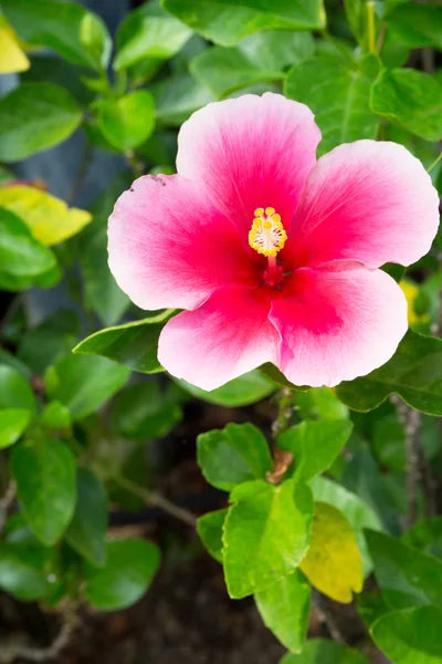 Blume mit grünem Blatt — Stockfoto