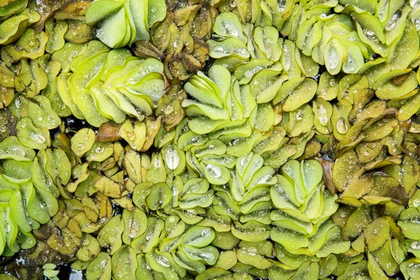 Pistia es un género de plantas con flores perteneciente a la familia Mordellidae. —  Fotos de Stock