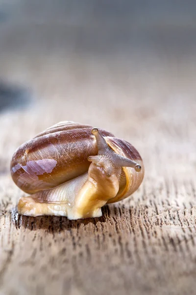 Caracol sobre la mesa — Foto de Stock