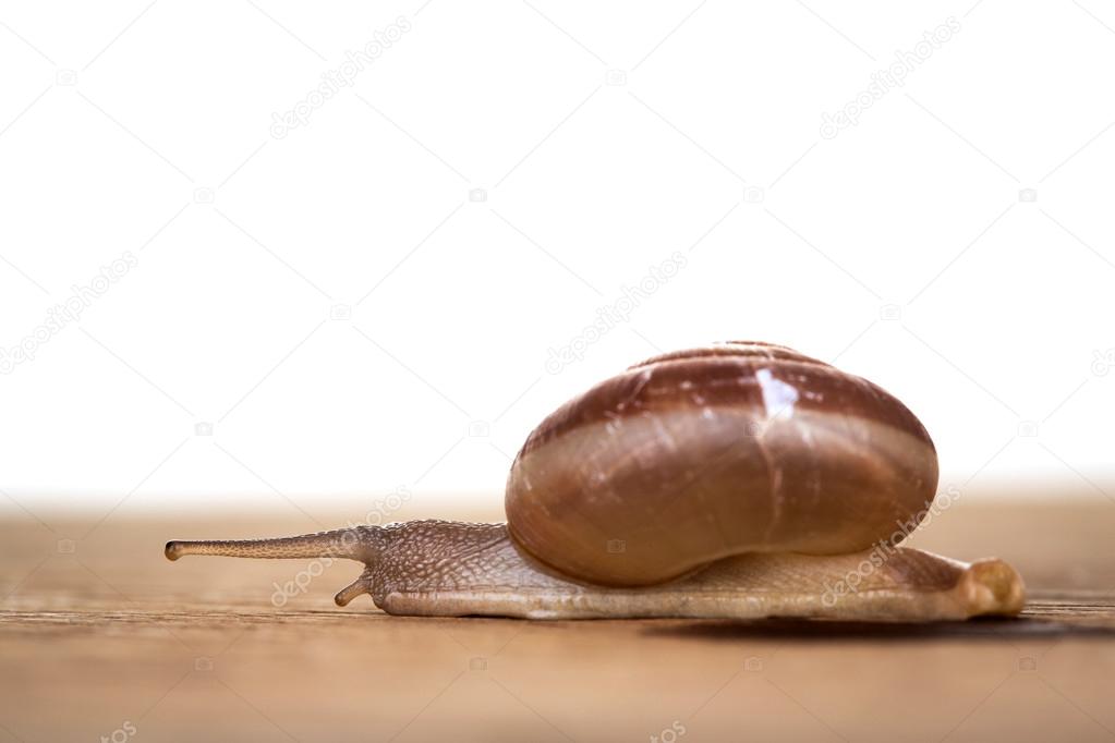 snail on the table