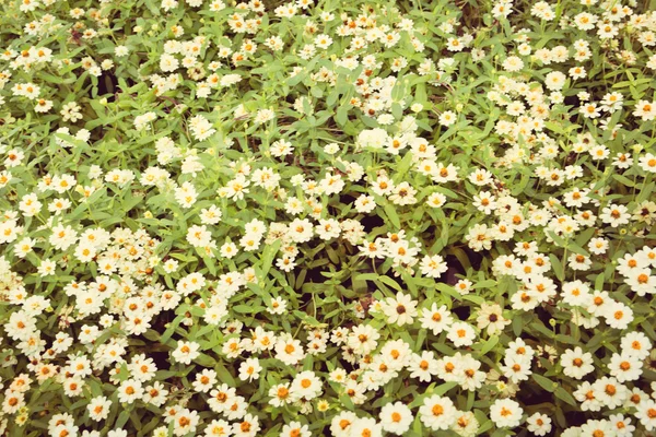 Белый маргаритки цветочный фон — стоковое фото