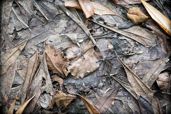 Сухие осенние листья — стоковое фото