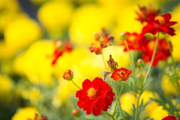 Pequeñas flores amarillas — Foto de Stock