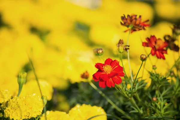 Pequeñas flores amarillas — Foto de Stock