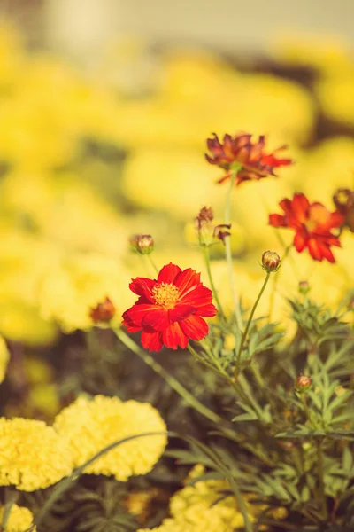 Pequeñas flores amarillas — Foto de Stock