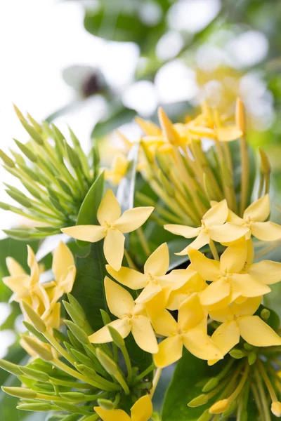 Маленькие желтые цветы — стоковое фото