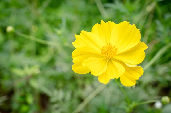 Pequeñas flores amarillas — Foto de Stock