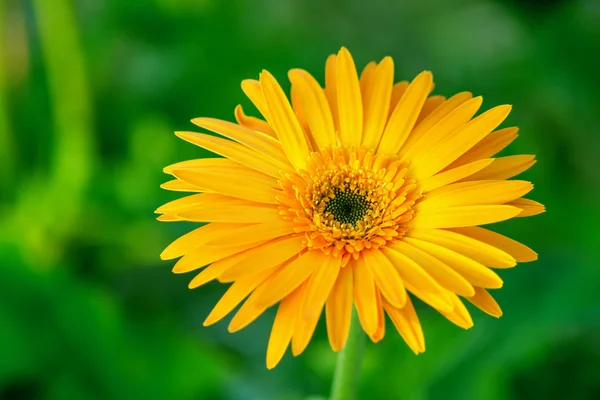 Macro vista de flor amarilla — Foto de Stock