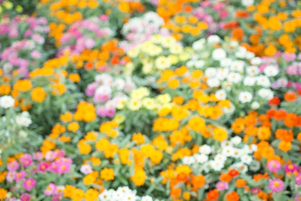 Abstract flower field — Stock Photo, Image