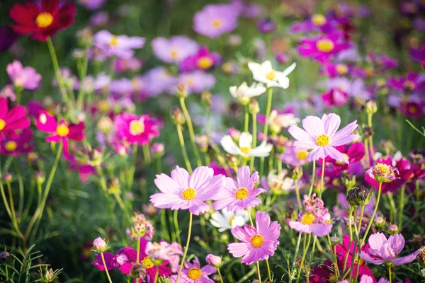 Colorful Daisy under sunlight — Stock Photo, Image