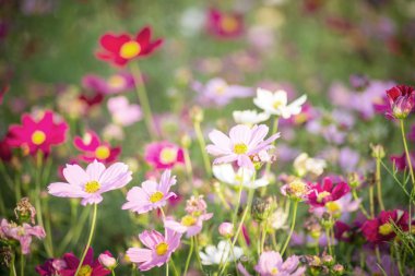 Tayland pasaportu tutan el 