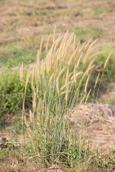 Fiore dello sfondo erba — Foto Stock
