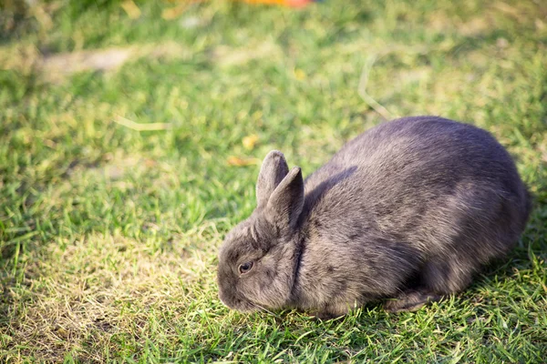 Baumwollkaninchen frisst Gras im Garten — Stockfoto