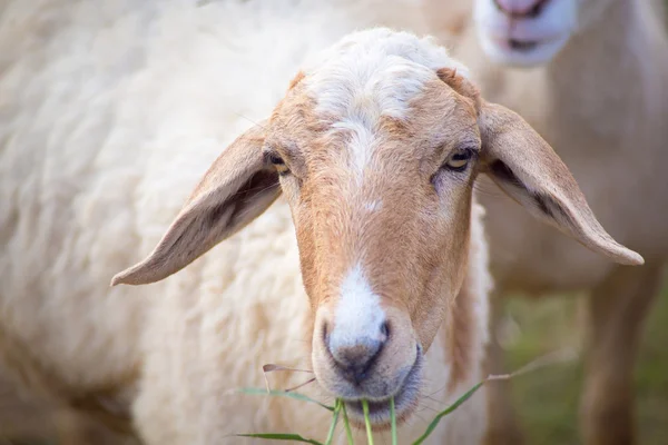 Ovelhas comendo na fazenda — Fotografia de Stock