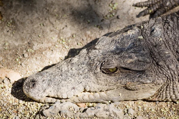 Head of a Crocodile — Stock Photo, Image