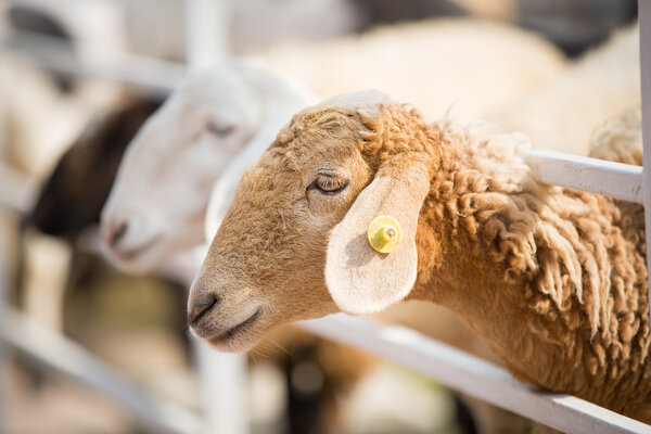 овцы на ферме