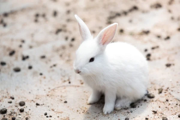 Conejo blanco bebé divertido — Foto de Stock