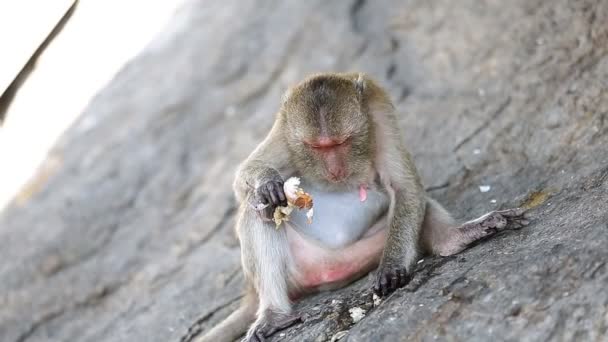 Mono montaña comer alimentos en la naturaleza — Vídeo de stock