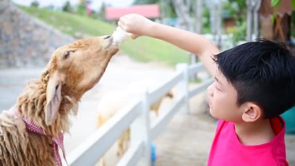 Asiatischer Junge mit Schafen, die Milch aus der Flasche trinken. — Stockvideo