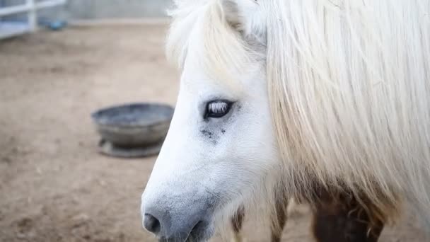 Cavallo bianco primo piano — Video Stock