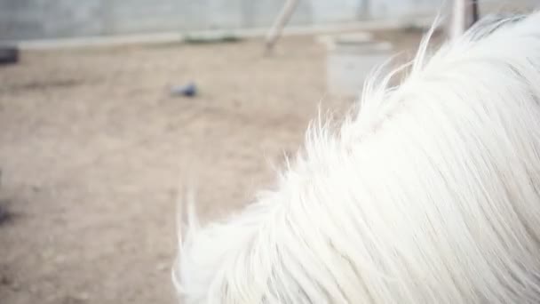 White Horse Close-Up — Stock Video