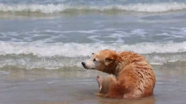 Pies siedzi i cieszyć seascape na plaży — Wideo stockowe