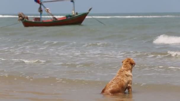 Köpek oturan ve bir sahilde deniz manzarası keyfi — Stok video