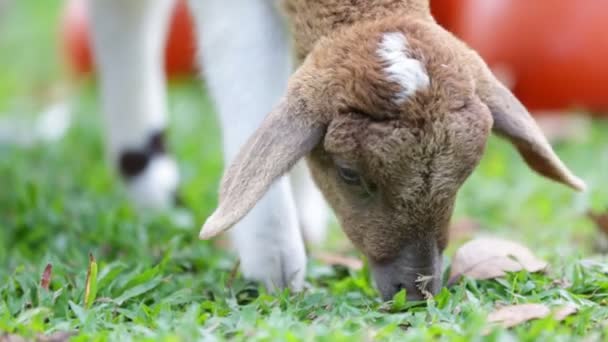 Közelkép a birka legeltetés buja fű Farm — Stock videók