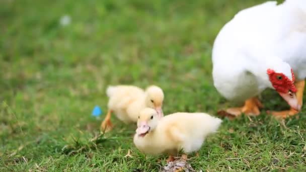 Duck family walking on farm — Stock Video